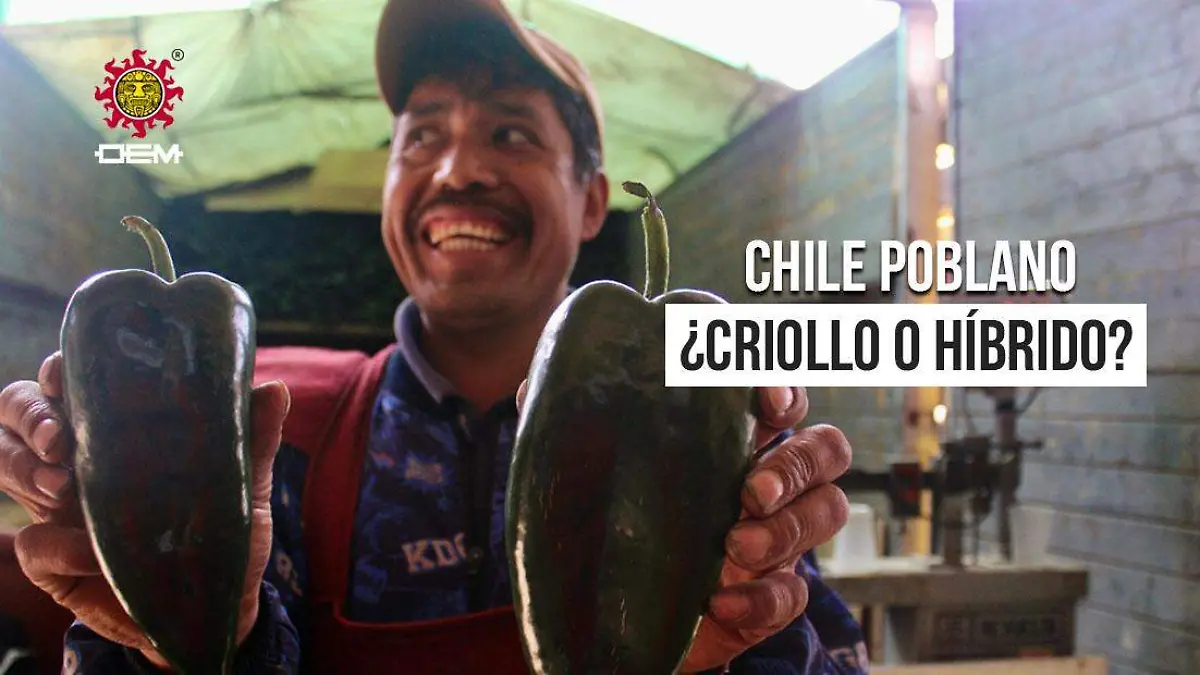 chile poblano 